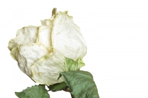 干枯玫瑰花