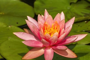 四角睡莲 花 花瓣 滴 宏观 粉红色 4k壁纸 3840x2160