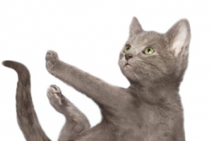 做瑜伽的猫