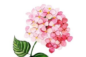 一株水彩花朵