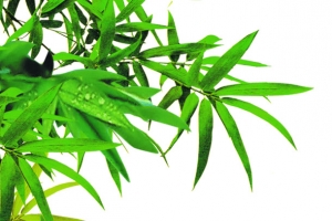 清新露珠竹叶风景