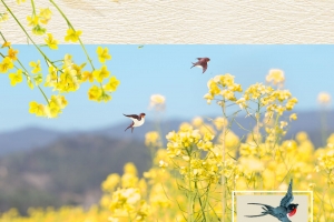 小清新春天你好油菜花风景插画