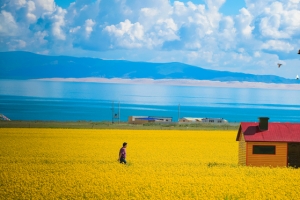 油菜花文艺油画大气蓝天白云banner