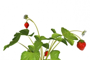 花枝花草免抠PNG图片素材
