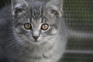 小猫 猫 一瞥 动物 可爱的 4k壁纸 3840x2160