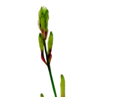 花枝花草白花绿树枝