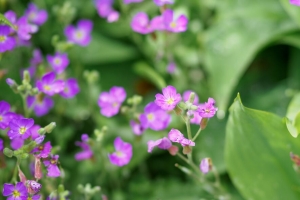 茄子 花 花瓣 紫色 树叶 4k壁纸 3840x2160