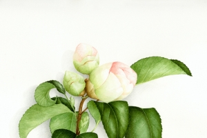 粉色花苞绿叶植物