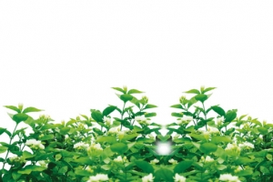茉莉花