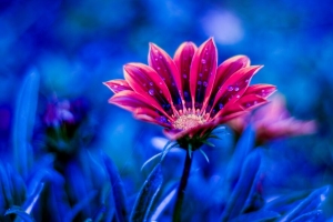 花 露 滴 花瓣 蓝色 4k壁纸 3840x2160