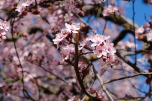 樱桃 花 花瓣 树枝 春天 宏 粉红色 4k壁纸 3840x2160
