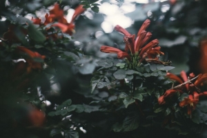 枝 花 眩光 散焦 植物 4k壁纸 3840x2160