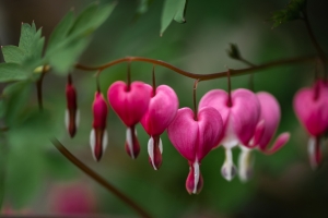 荷包牡丹与4K风景高清壁纸3840x2160免费下载