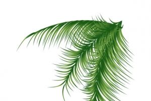 椰子树矢量素材