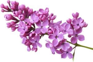 紫丁香花