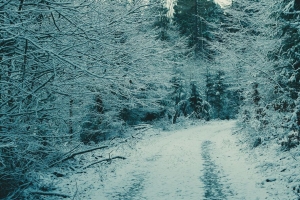 森林 冬季森林 雪 树枝 4k壁纸 3840x2160