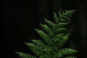 蕨类植物 叶子 手 植物 4k壁纸 3840x2160