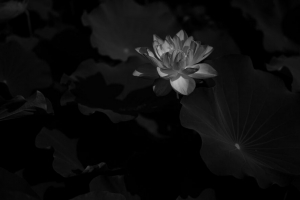 莲花 黑白 开花 花 叶 4k壁纸 3840x2160