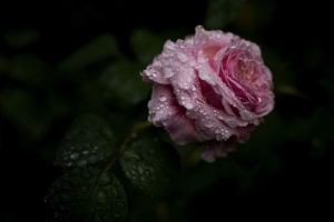 玫瑰 花 滴 水 4k壁纸 3840x2160