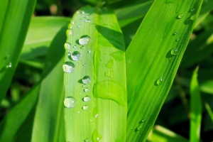 绿色植物水珠图片