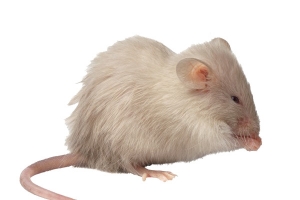 白色小老鼠
