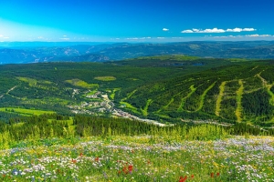 山 丘陵 花 草 森林 绿色 4k壁纸 3840x2160