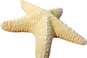 夏季沙滩海星高清素材