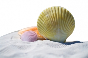 夏日海边沙滩里的贝壳