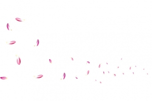 粉色花瓣素材