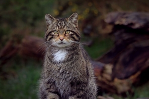 野猫 猫 毛茸茸的 动物 模糊 4k壁纸 3840x2160