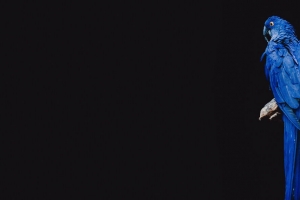鹦鹉 鸟 树枝 4k壁纸 3840x2160