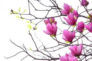 红色花瓣黑色枝干png素材