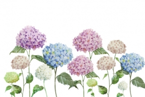 手绘绣球花