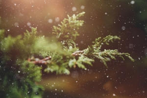 美丽的雪景图