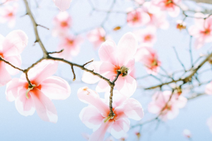 蓝色背景粉色花