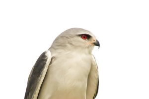 鸟高清PNG透明图片-动物装饰元素设计素材免费下载