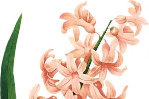 手绘风信子花