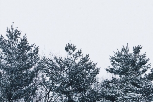 雪 树 天空 白色 4k壁纸 3840x2160