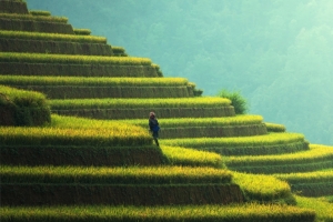 秋天梯田水稻风景3440x1440壁纸