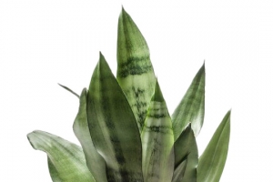 绿色植物盆栽大叶子免扣png