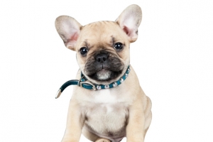 小狗可爱动物狗dog