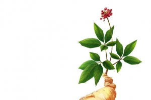 人参 一个 中药 素材