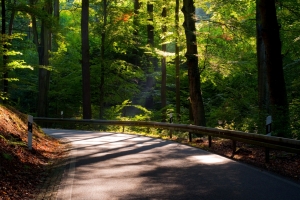森林 道路 树 树叶 太阳 阳光 4K风景壁纸