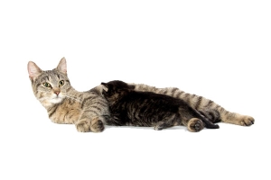 休息的猫