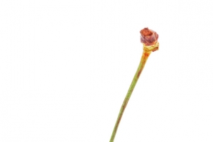 红色单个樱桃