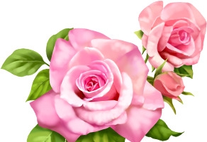 粉色玫瑰花绿色叶子