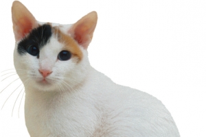 卡通坐着的白花猫png