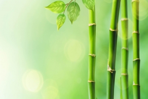 竹子清新背景素材