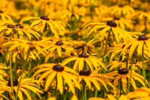  rudbeckia 花 花瓣 模糊 黄色 4k壁纸 3840x2160