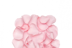 粉色玫瑰花瓣造型高清PNG透明植物装饰设计素材免费下载